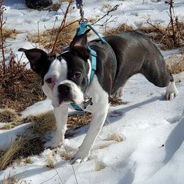 Jasper or Jazzy - Boston Terrier
