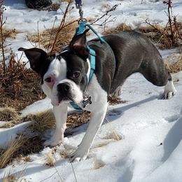 Jasper or Jazzy - Boston Terrier