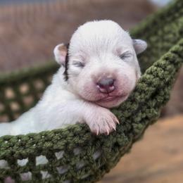 (Pink) Red Female - Red speckled female Australian Cattle Dog puppy in Burleson, Texas from Bluebonnet Heelers