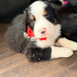 Apple Jack - Tri-color male Bernedoodle puppy in Marion, Ohio from Doodles & Doxies