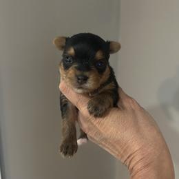 Ben - Blue and gold male Yorkshire Terrier puppy in Hot Springs, Arkansas from Weslynn Kennels