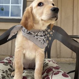 Fritter - Golden Retriever puppy from Frankly Golden