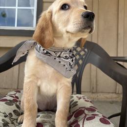 Fritter - Golden Retriever puppy from Frankly Golden