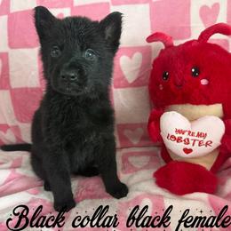 Black collar - Black female German Shepherd puppy in Canterbury, Connecticut from Nachtwaechter German Shepherds, LLC