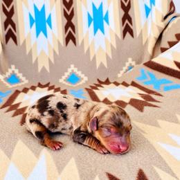 Boy 3 - Dapple male Dachshund puppy in Oklahoma from Red Oak Long Dogs