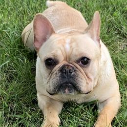 Sandy - French Bulldog