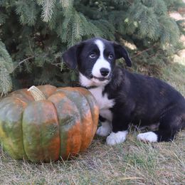 Cardigan Welsh Corgi Puppies from Rowe Family