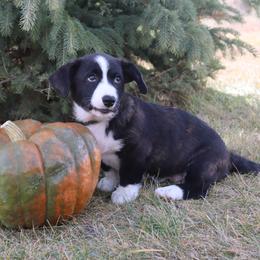 Cardigan Welsh Corgi Puppies from Rowe Family