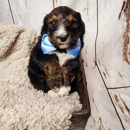 Bernedoodle Puppies from Adorable Dixie Doodles