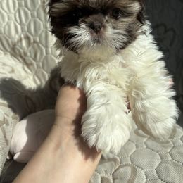 Queen Poppy AKC - Chocolate female Shih Tzu puppy in Las Vegas, Nevada from Vegas Shih Tzus