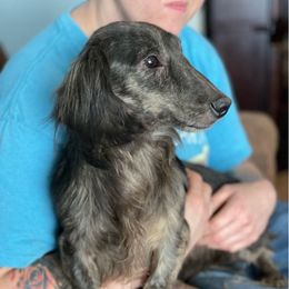 Oliver - Dachshund