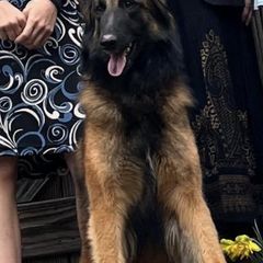 Belgian Tervuren from Shanna's Tervurens