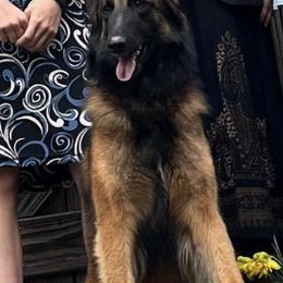 Belgian Tervuren from Shanna's Tervurens