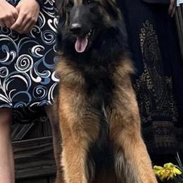 Belgian Tervuren from Shanna's Tervurens