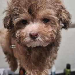 Teddy - Parti male Poodle puppy in Chandler, Arizona from Fabi Poodle