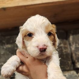 Swan - Parti female Goldendoodle puppy in Pollock Pines, California from Ten Acre Wood Doodles