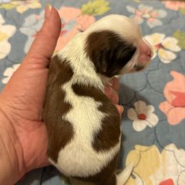 Bubble - Brindle and white female Cavatzu puppy in Saint Paul, Minnesota from Amy’s Puppy Tzu