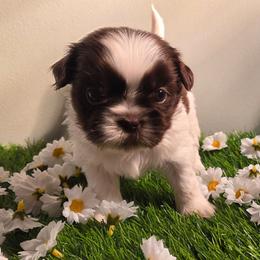 Bella (Brittany) - Chocolate female Shih Tzu puppy in Brighton, Missouri from Morningstar's Shih Tzu