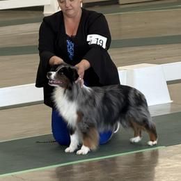 Miniature American Shepherd and Miniature Australian Shepherd All Grown Up from ShawnMarie Davis