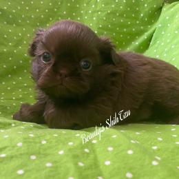 Chocolate- Wow - Chocolate male Shih Tzu puppy in Lawrenceville, Georgia from Beauty's Shih Tzu (Georgia)