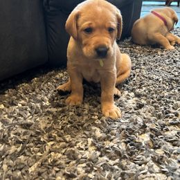 Labrador Retriever Puppies from Britt Turner
