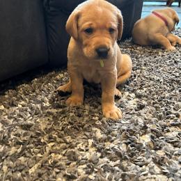 Labrador Retriever Puppies from Britt Turner