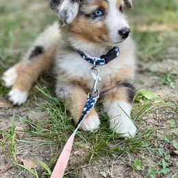 Australian Shepherd Puppies from Paint Valley Australian Shepherds