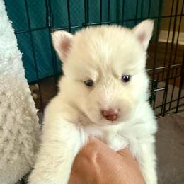 Orion - White male Pomsky puppy in Titusville, Florida from River Enz Pomskies