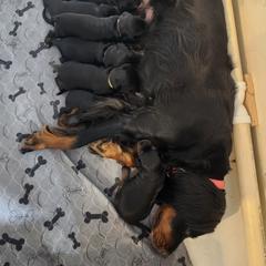 Gordon Setter Puppies from Tom McCleary