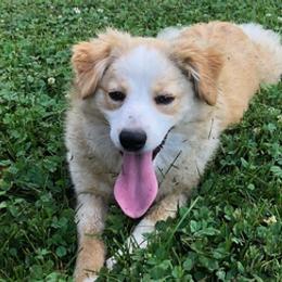 Aussiedoodles, Cavapoos, Cockapoos, and Pembroke Welsh Corgis from Cobbs Creek Canines