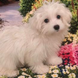 Sugar - White female Maltese puppy in North Myrtle Beach, South Carolina from Perfect Puppies