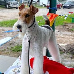 Wire Fox Terriers from Michelle's Wire Fox Terriers