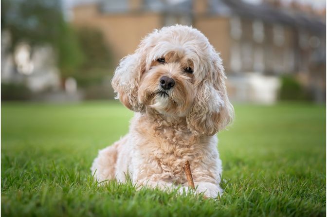 Cavapoochon