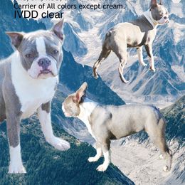 Bunni - Boston Terrier