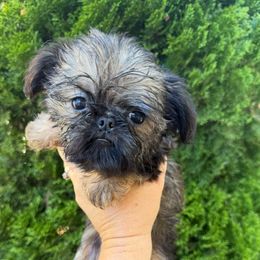 Girl 1 - Red female Brussels Griffon puppy in Brooks, Georgia from Brooks Berner Bears & Brussels Griffons