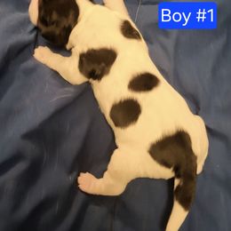 Boy 1 - Black white and tan male English Springer Spaniel puppy in Socorro, New Mexico from Huntin' Buddies