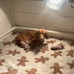 Dachshund puppies from Irlbeck Farm