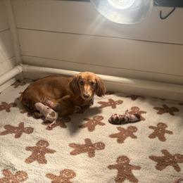 Dachshund puppies from Irlbeck Farm