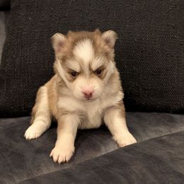 Pup 3 Red Female - Red and white female Pomsky puppy in Hurleyville, New York from My Crazy Pomskys