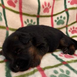 Israel - Black and red male German Shepherd puppy in Aurora, Illinois from Fairhaven German Shepherds