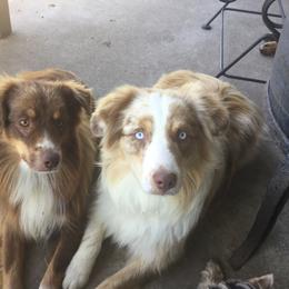 Miniature American Shepherd Puppies from Fuzzbottom Miniature American Shepherd