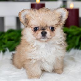 Boy 4 - male Chihuahua puppy in Barnesville, Pennsylvania from Dachsy