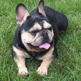 Vincent - Black and tan male French Bulldog puppy in Graham, Washington from Olivia's Miniature Schnauzer's and French Bulldogs