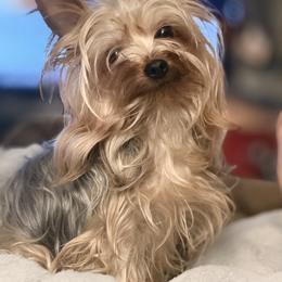 Nova - Yorkshire Terrier