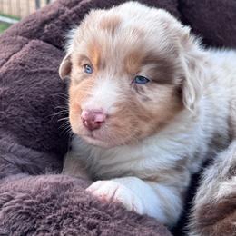 Beacon - Red merle male Australian Shepherd puppy in Ramona, California from Blue Moon Aussies