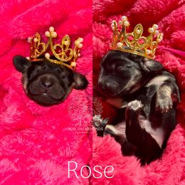 Rose - Black and cream female Dachshund puppy in Hornbeck, Louisiana from A&Z Mini Dachshunds