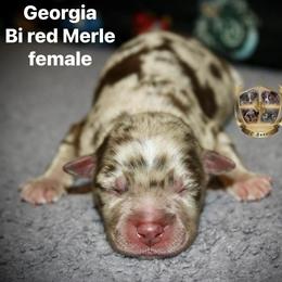 Georgia - Red merle female Australian Shepherd puppy in El Dorado Springs, Missouri from HP Aussie Kennels