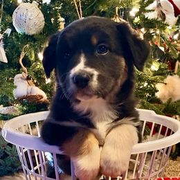 Zero - Black tri-color male Australian Shepherd puppy in Neola, Utah from Wall To Wall Aussies