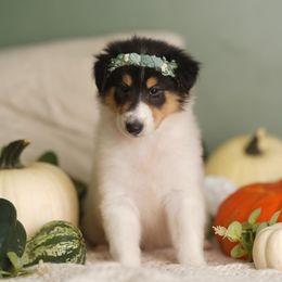 Dior - Black white and tan female Collie puppy in Huffville, Virginia from Blackberry Hills Cattle dogs and Collies