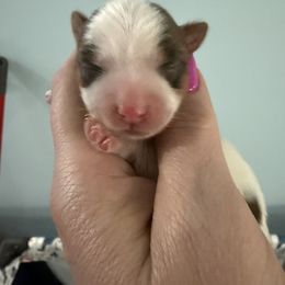 Finn - Parti male Yorkshire Terrier puppy in Independence, Kentucky from 4paws4ever by Design